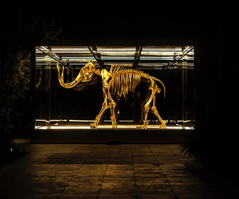elephant skeleton in glass
